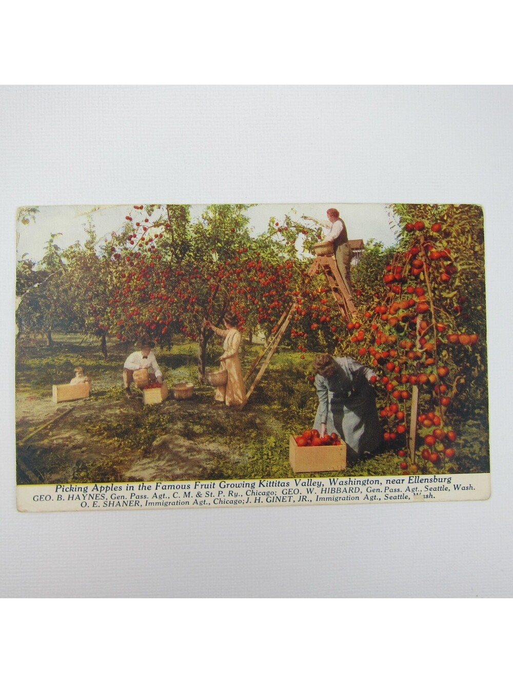 Postcard Kittitas Valley Washington Near Ellensburg Apple Picking Antique 1915